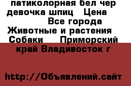 патиколорная бел/чер девочка шпиц › Цена ­ 15 000 - Все города Животные и растения » Собаки   . Приморский край,Владивосток г.